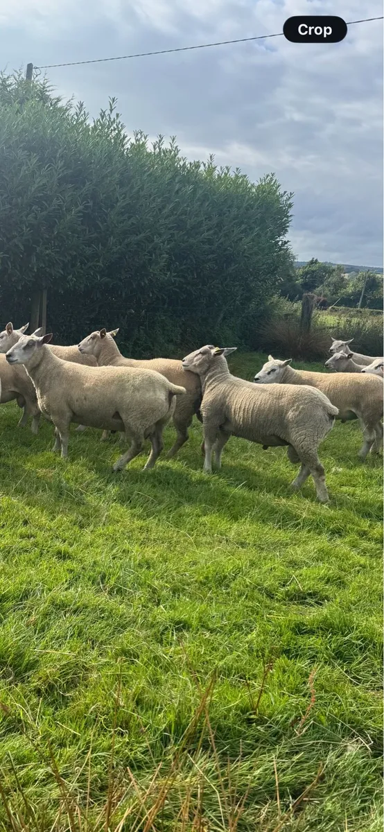 Breeding rams - Image 1