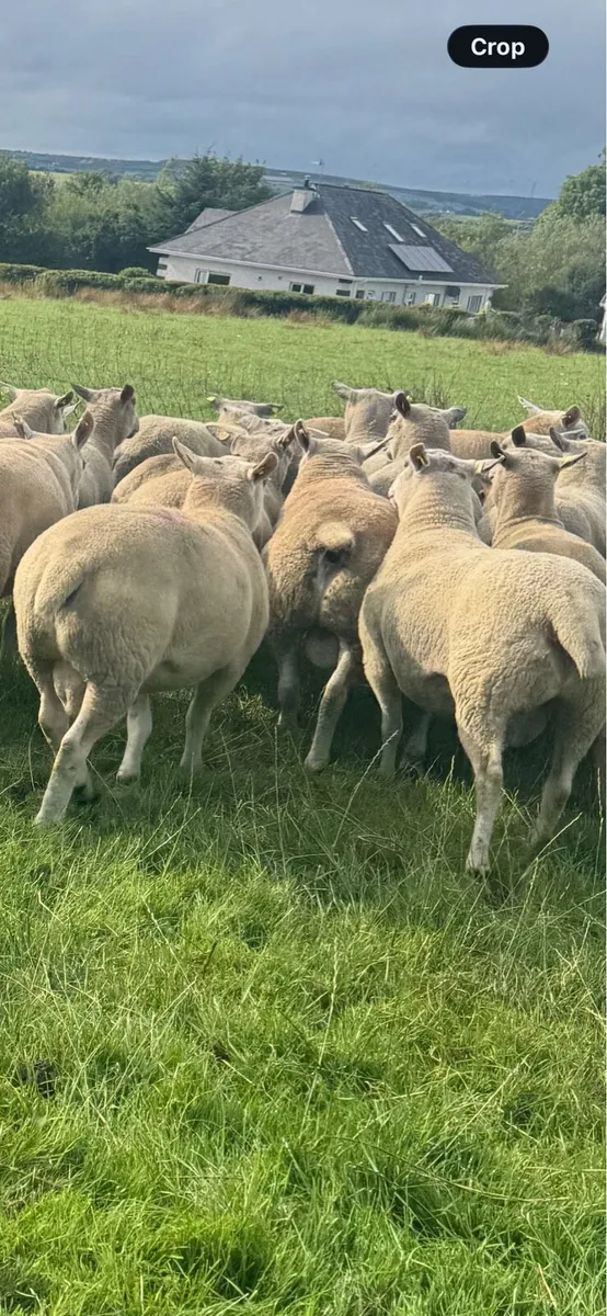Breeding rams - Image 2