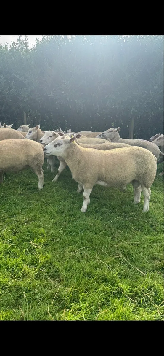 Breeding rams - Image 3