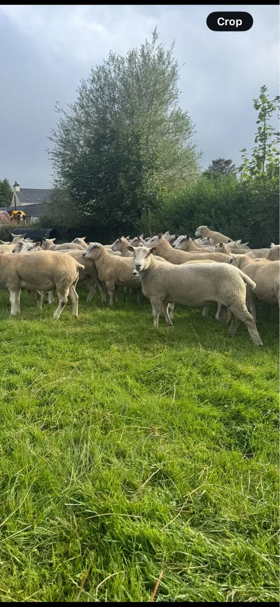 Breeding rams - Image 4