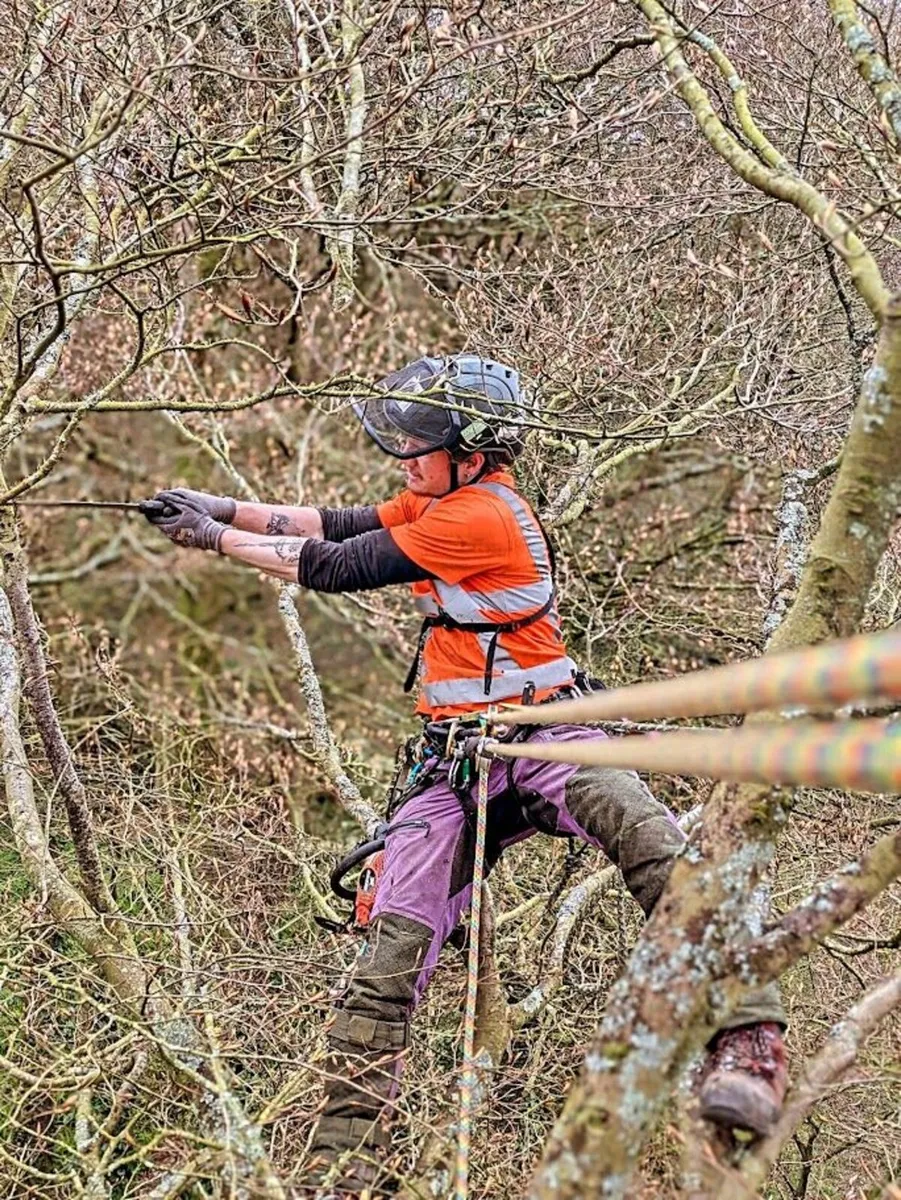 Professional Tree care with a heart - Image 2