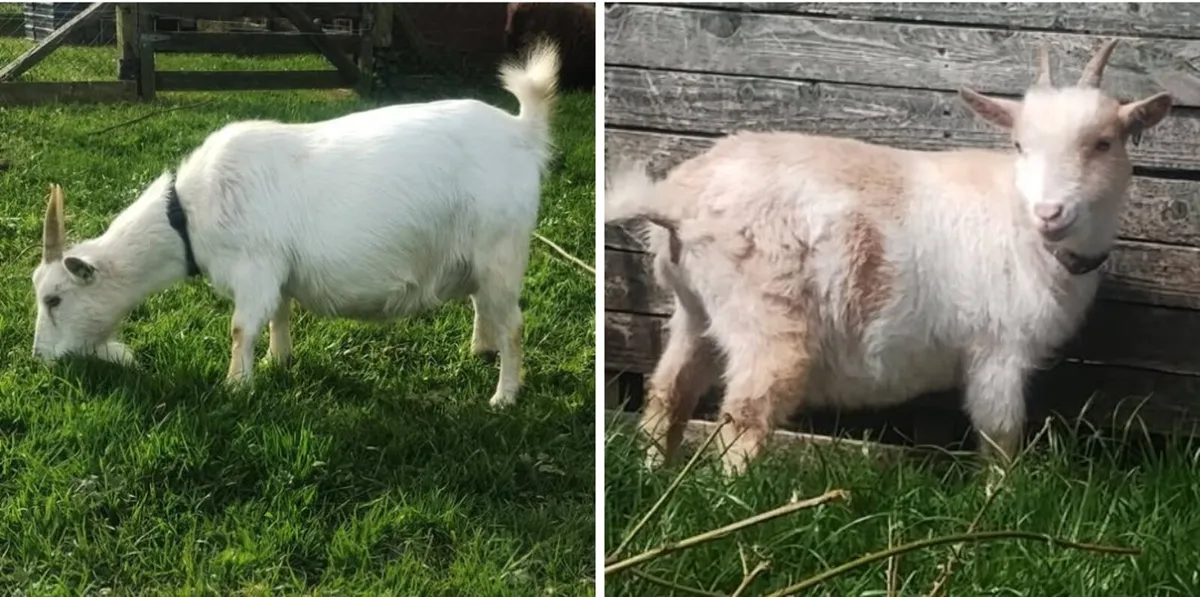 Pygmy goats females