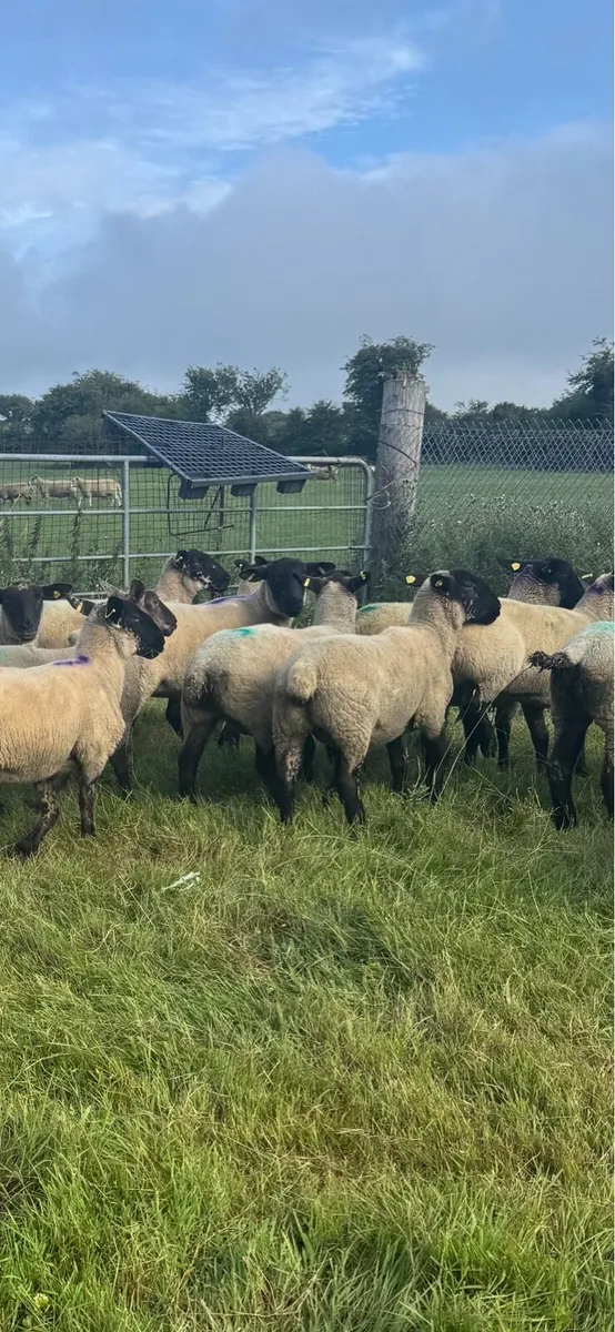 Breeding hogget ewes - Image 1
