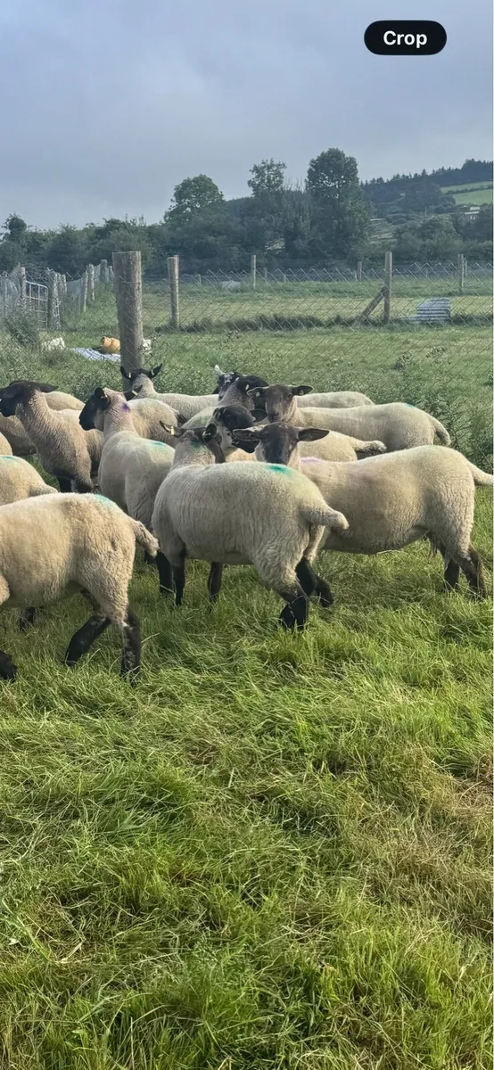 Breeding hogget ewes - Image 2