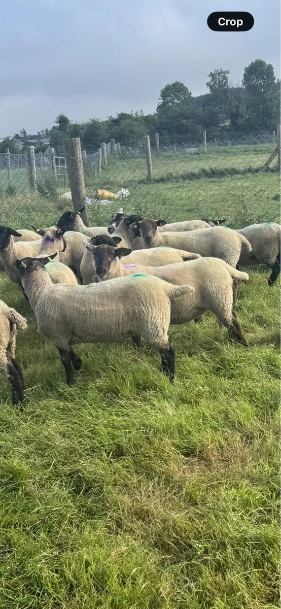 Breeding hogget ewes - Image 3