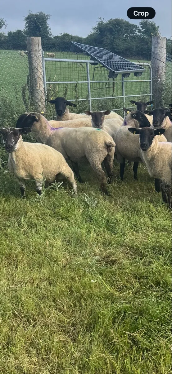 Breeding hogget ewes - Image 4