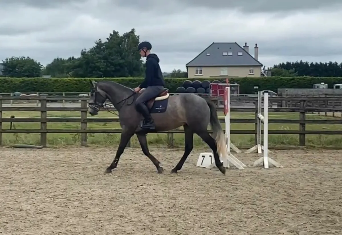 TIH gelding - Image 2