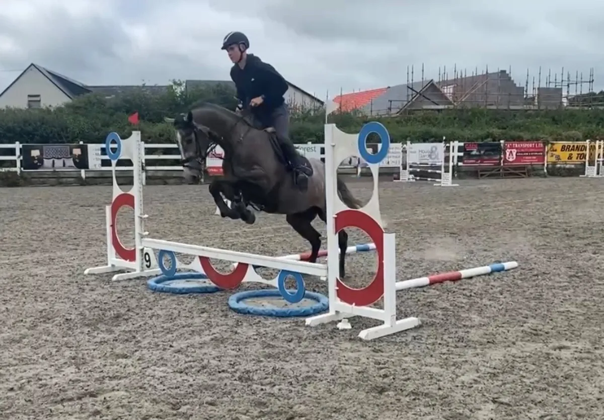 TIH gelding - Image 3