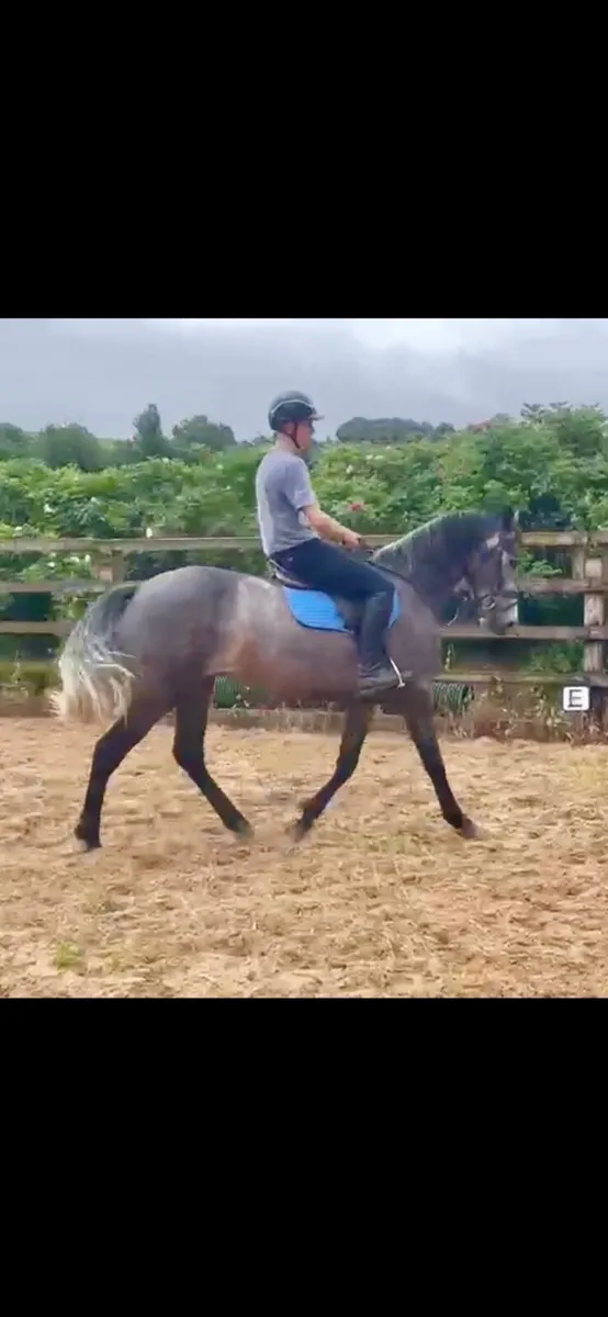 TIH gelding - Image 4