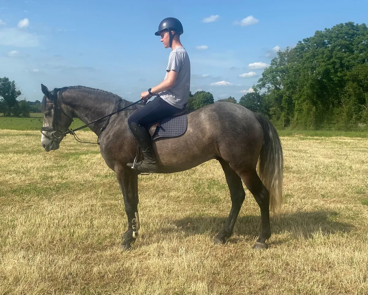 TIH gelding - Image 1
