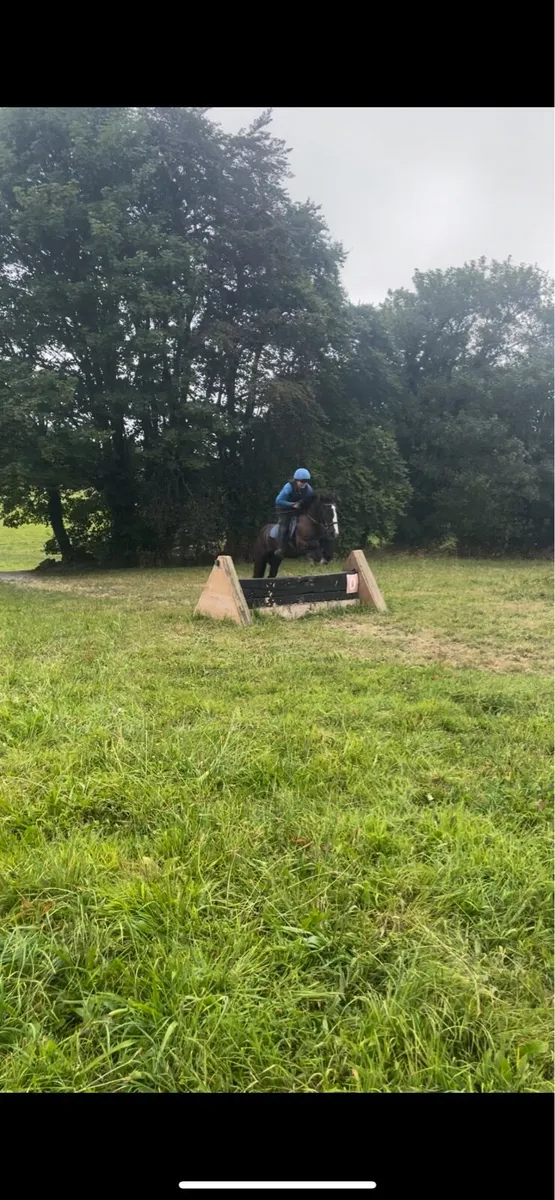 13.2hh cob gelding - Image 3