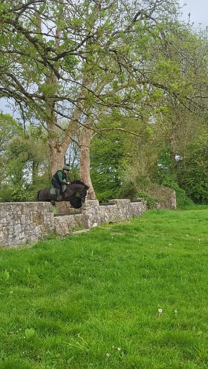 13.2hh cob gelding - Image 4