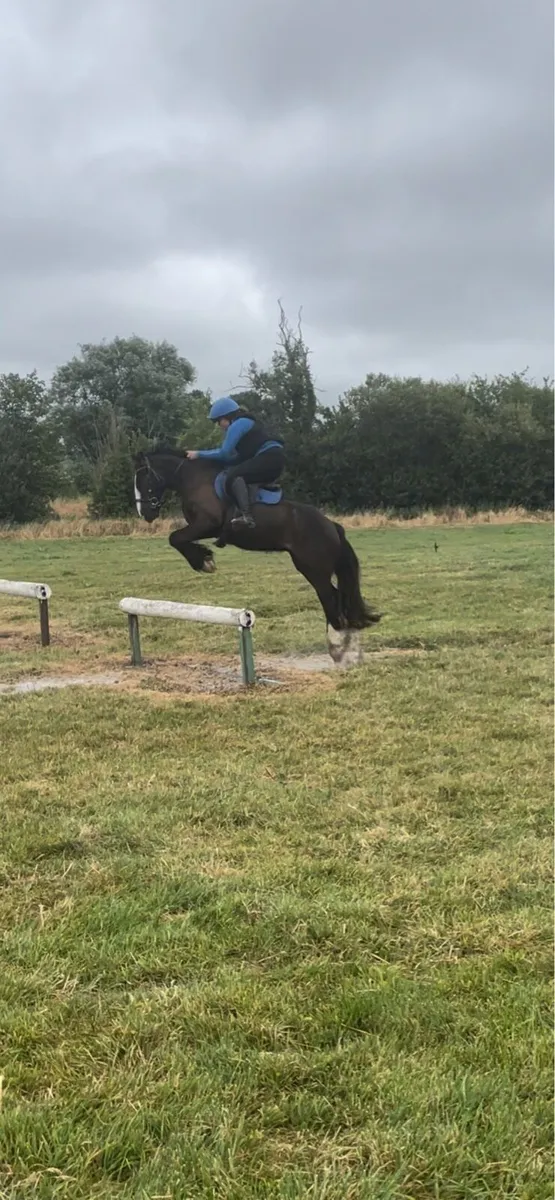 13.2hh cob gelding - Image 1