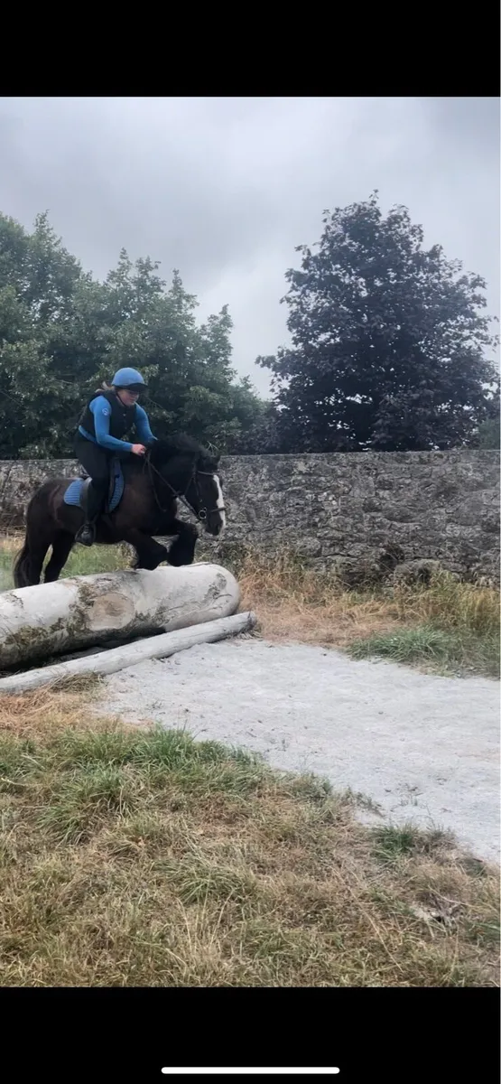 13.2hh cob gelding - Image 2