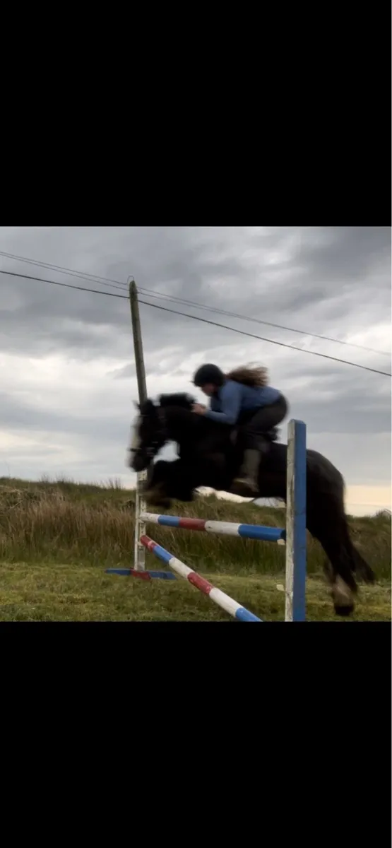 cob gelding - Image 3