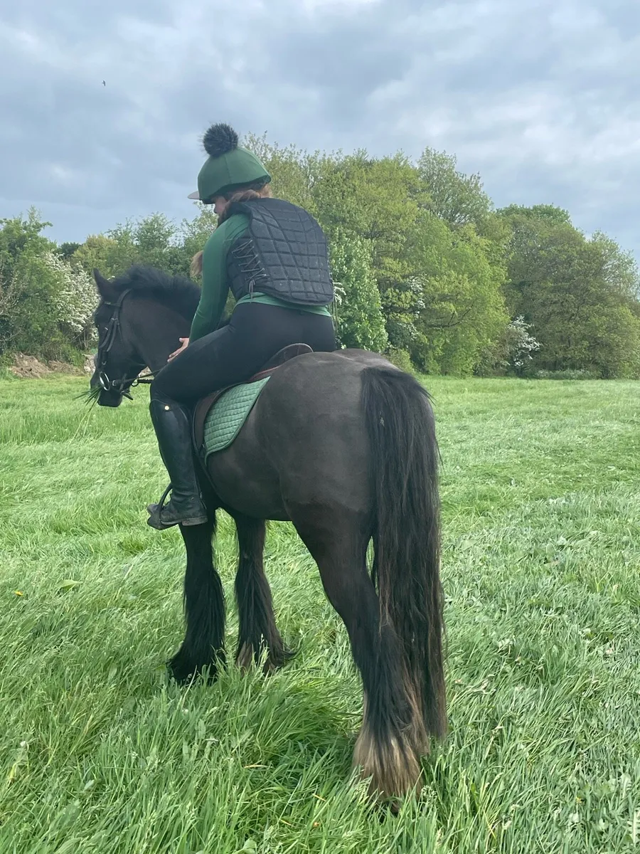 cob gelding - Image 2