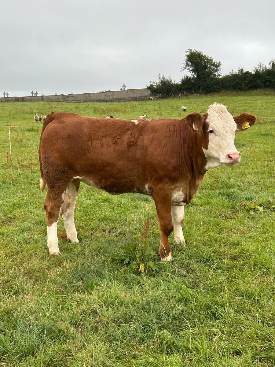Cracking 4⭐️ Simmental Heifer - Image 1