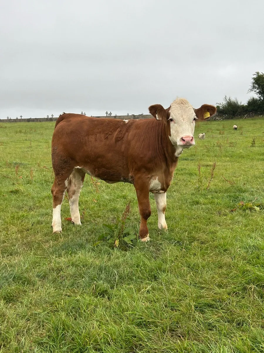 Cracking 4⭐️ Simmental Heifer - Image 2