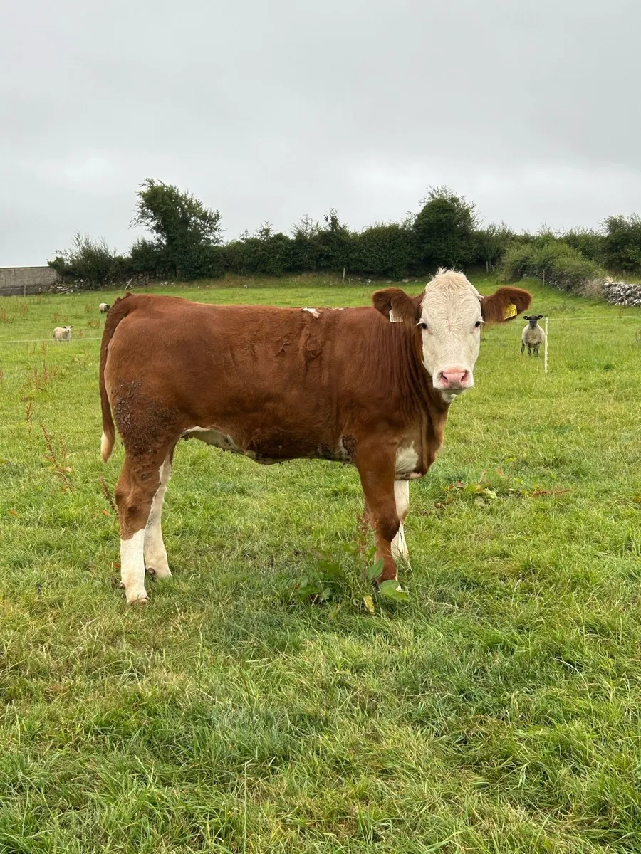 Cracking 4⭐️ Simmental Heifer - Image 3