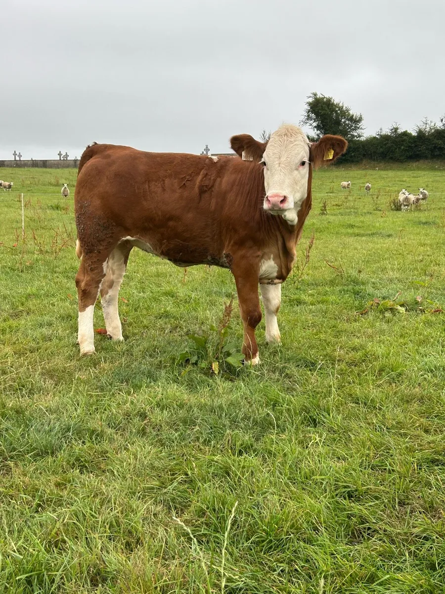 Cracking 4⭐️ Simmental Heifer - Image 4