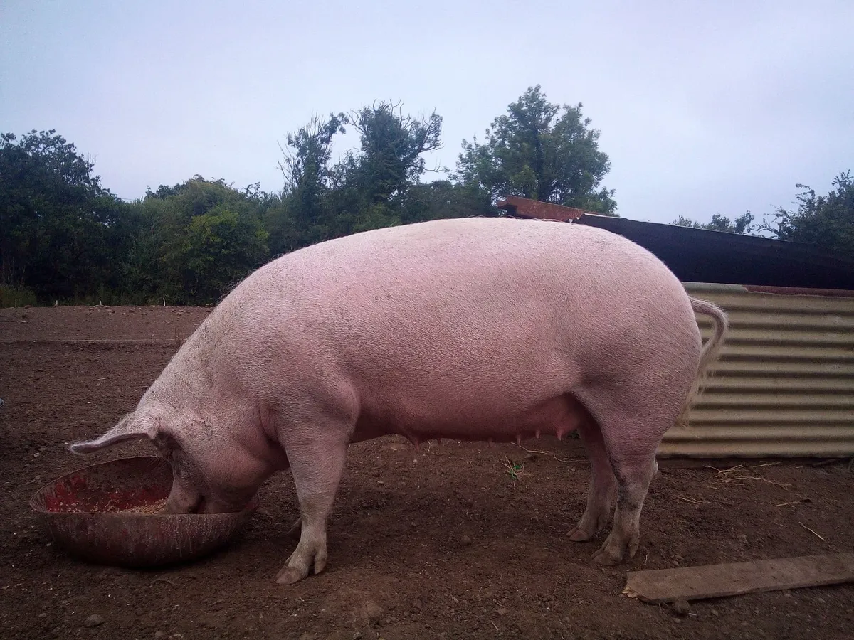 In pig sow - Image 2