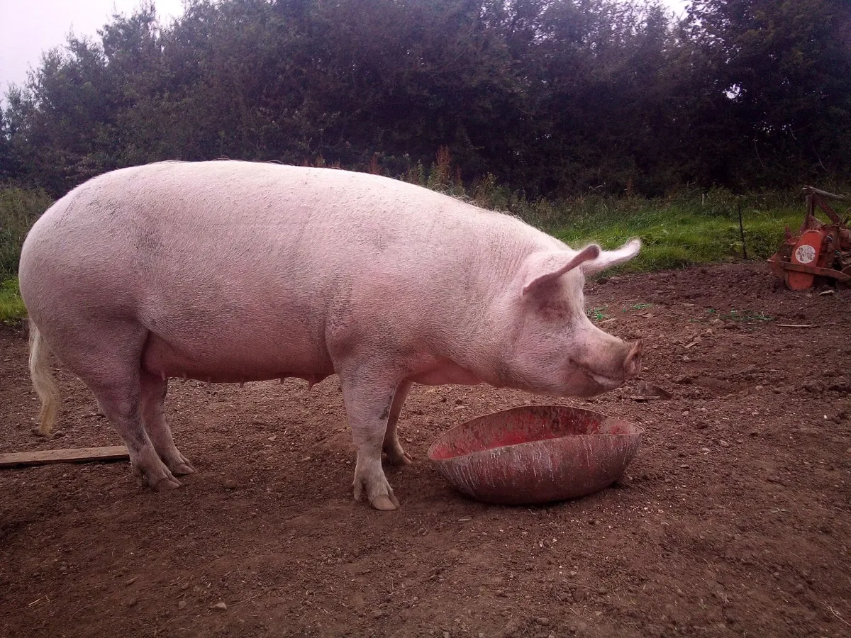 In pig sow - Image 3