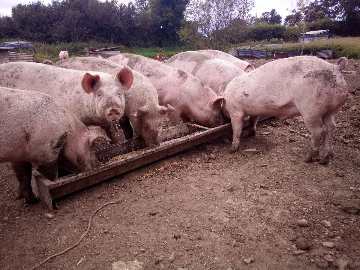In pig sow - Image 4