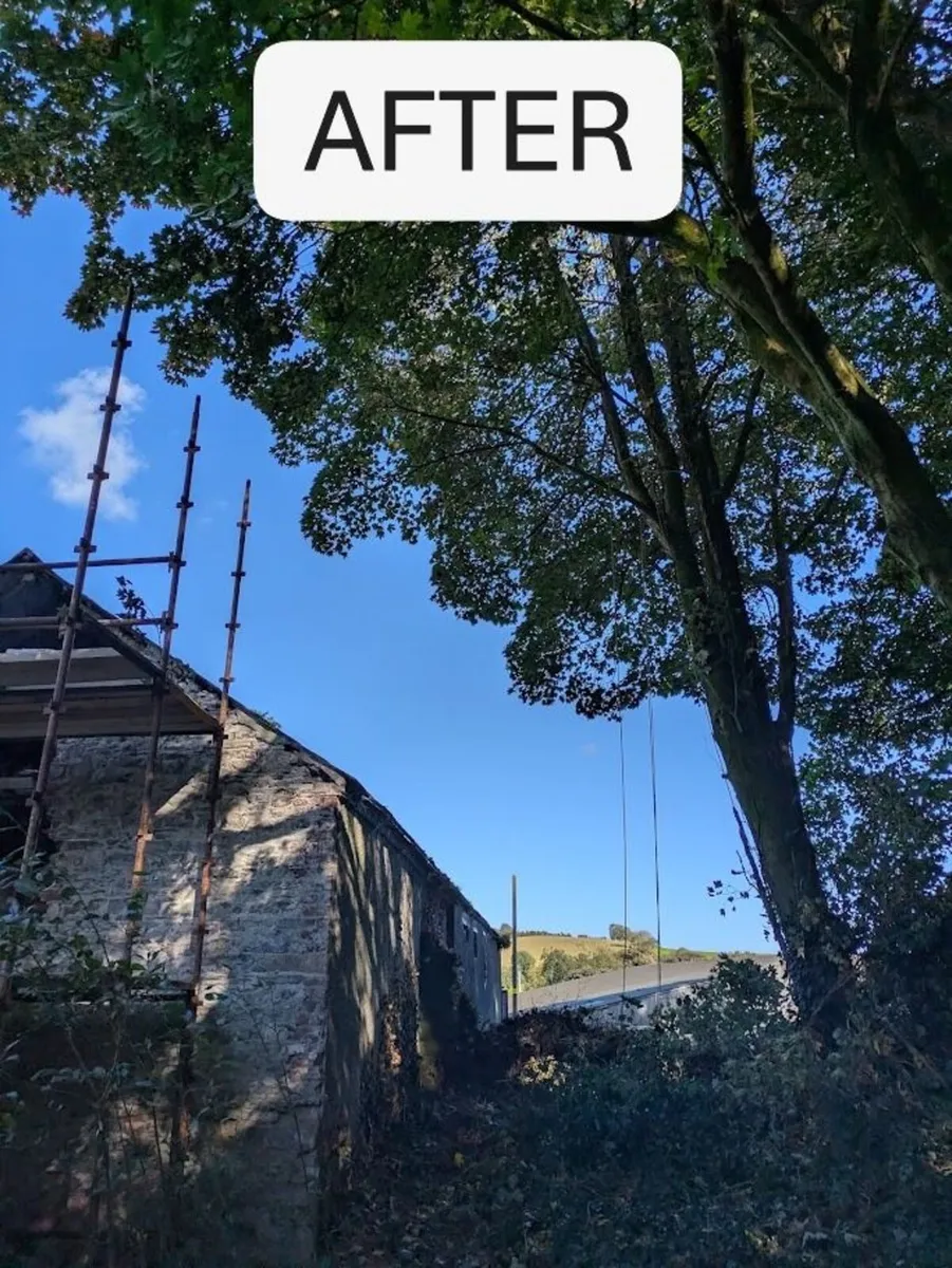 Professional Tree care with a heart - Image 3