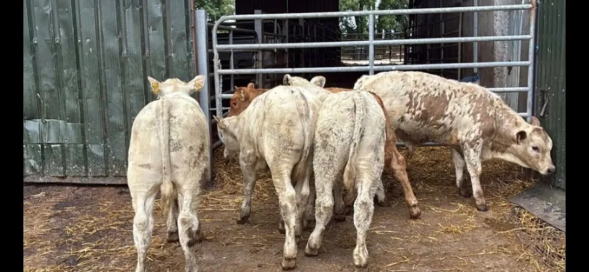 ****2026 Weanlings**** - Image 3