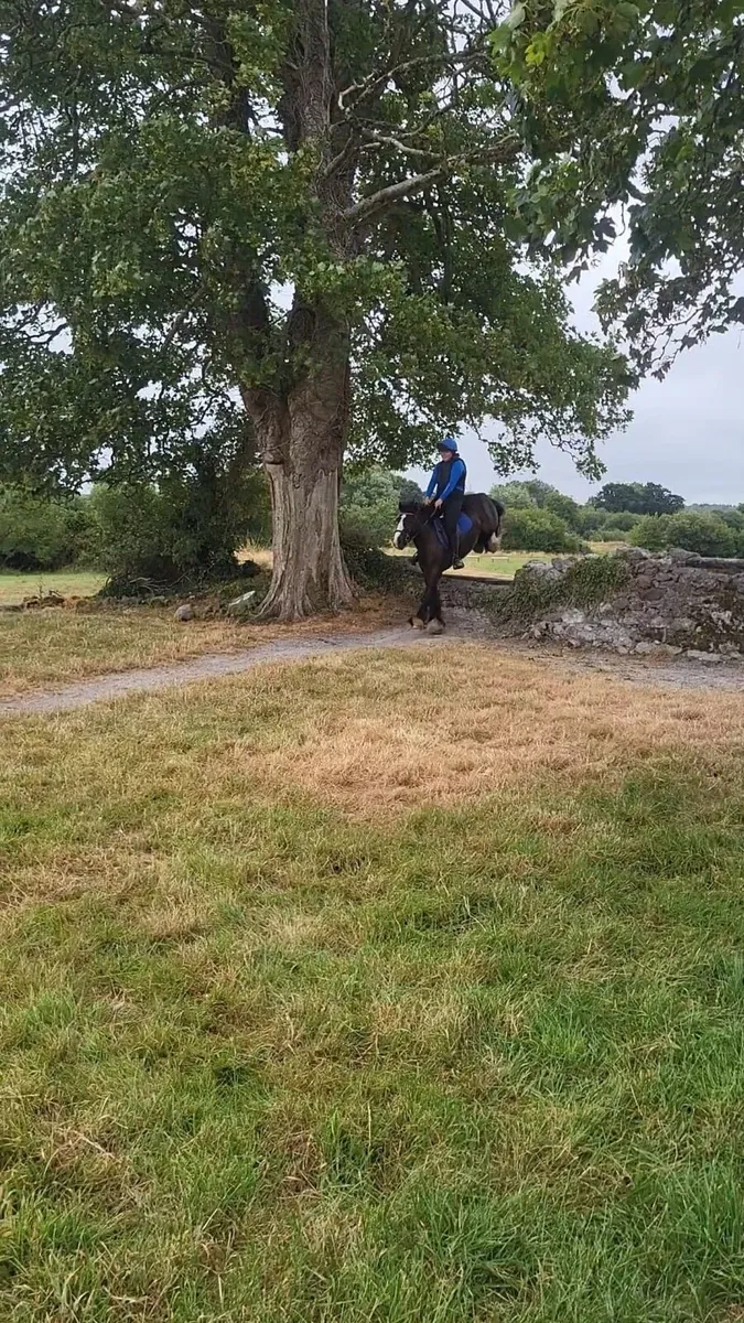 13.2hh cob gelding - Image 1