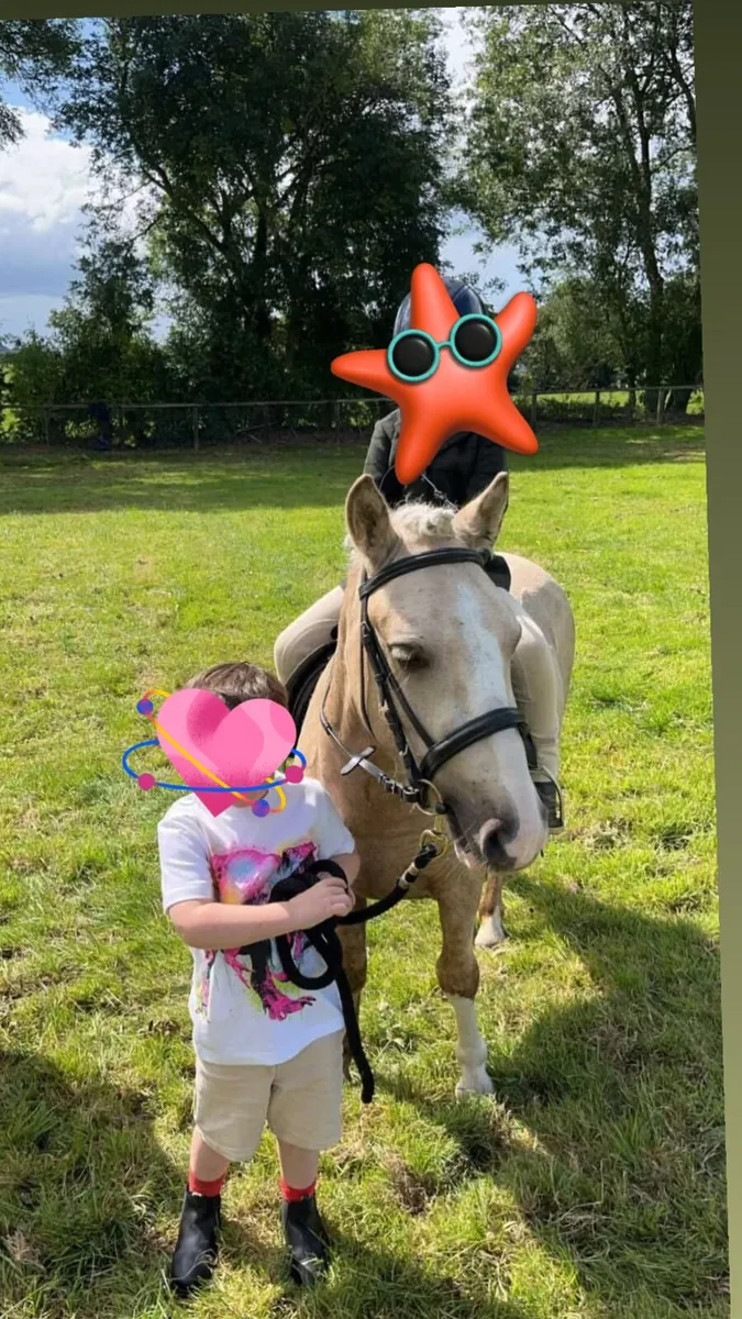 11.1hh Palomino Pony - Image 1