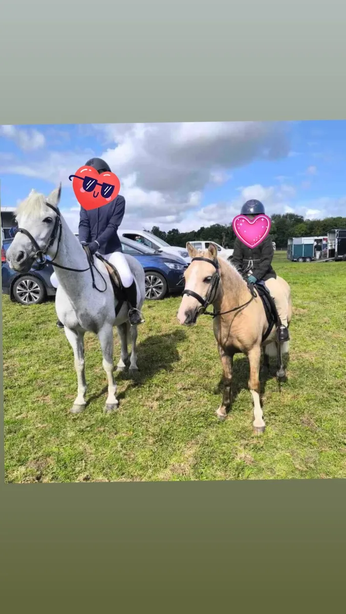 11.1hh Palomino Pony - Image 2