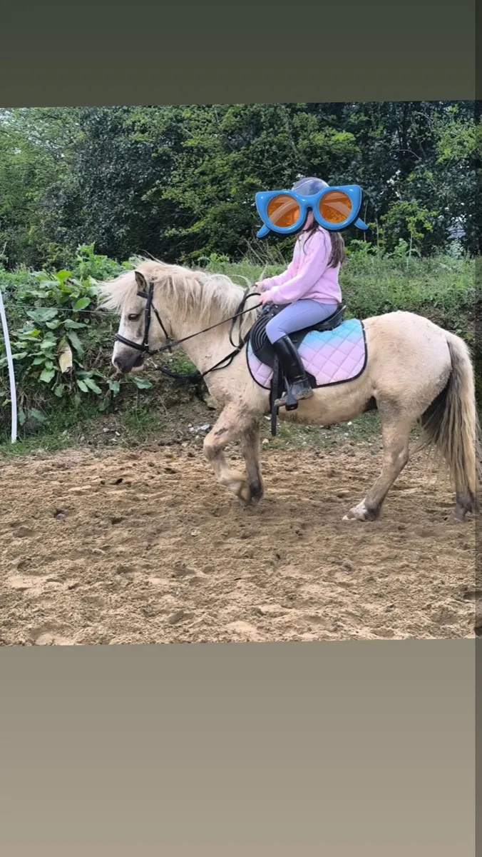 11.1hh Palomino Pony - Image 3