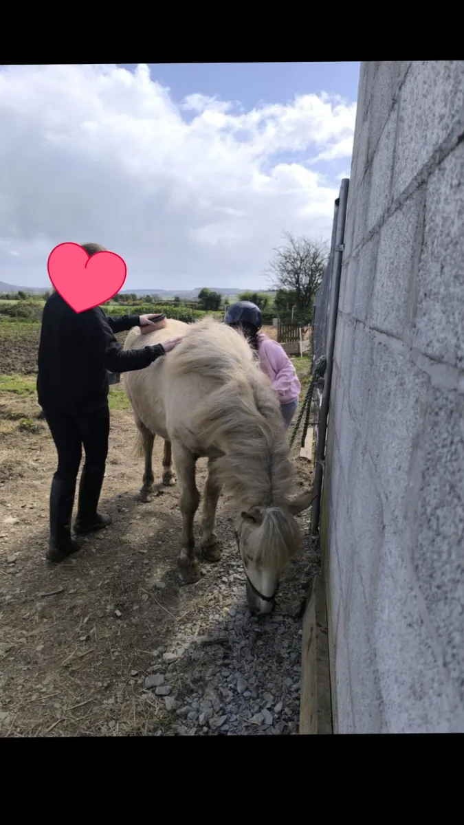 11.1hh Palomino Pony - Image 4