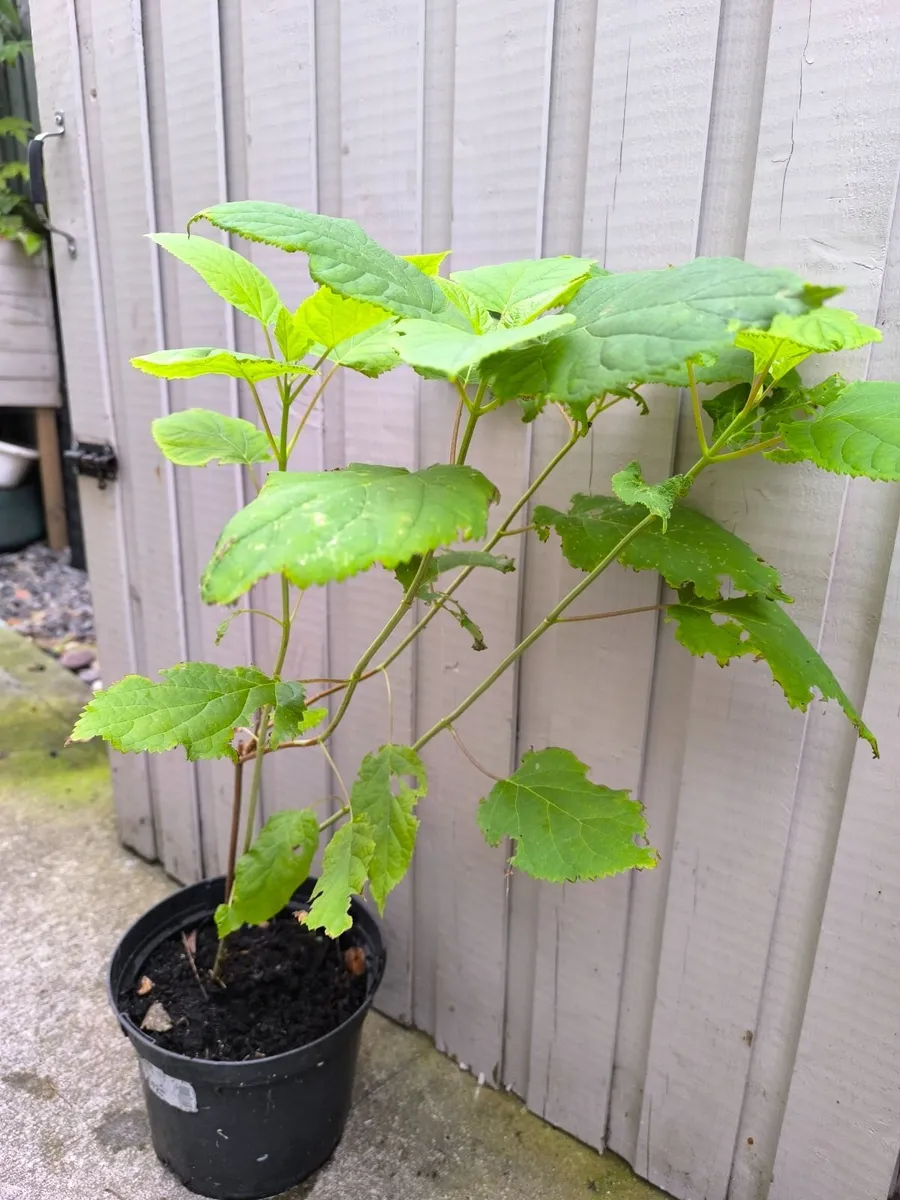 Garden plants - Image 1