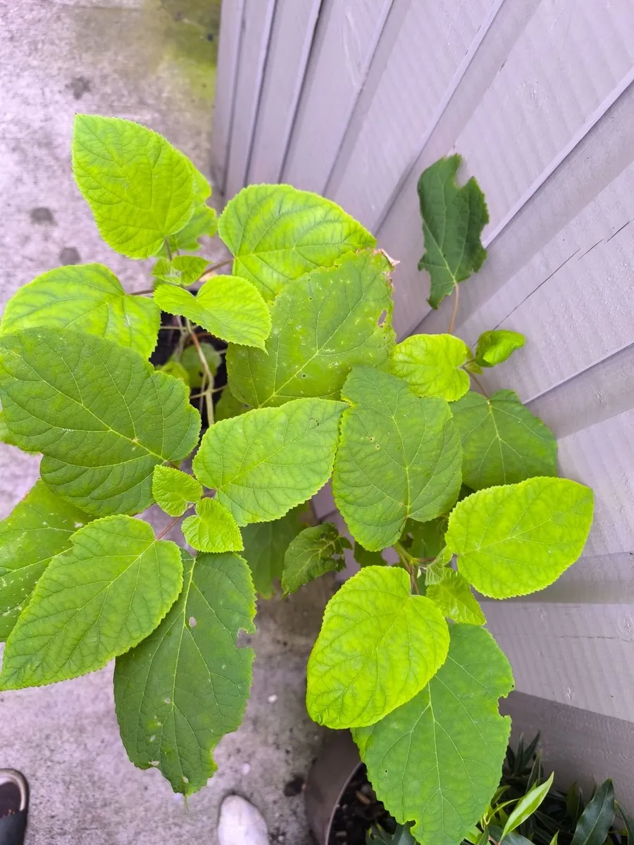 Garden plants - Image 2