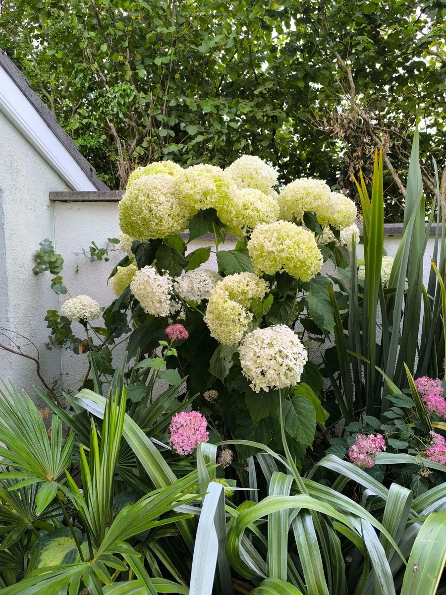 Garden plants - Image 3