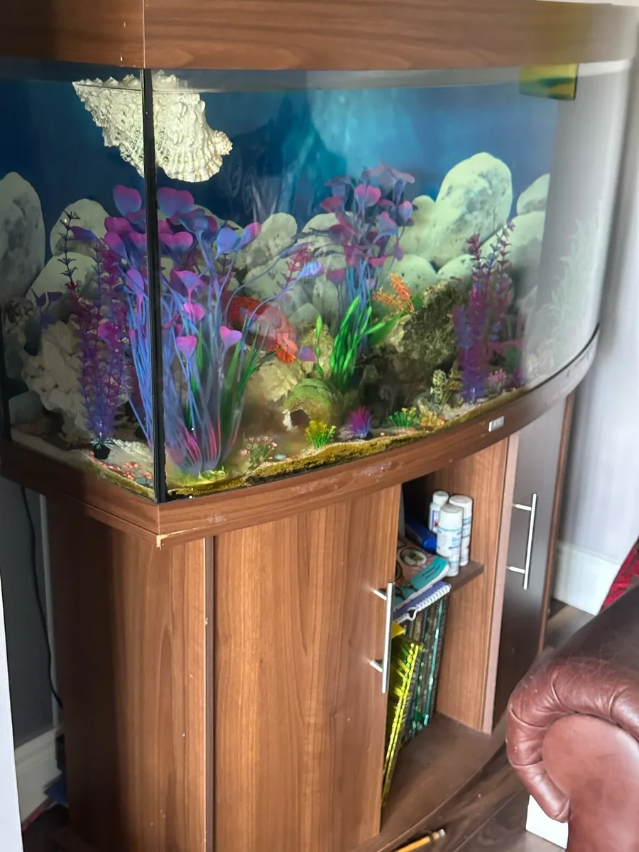 Fish tank - Juwel Vision 260 - Image 3