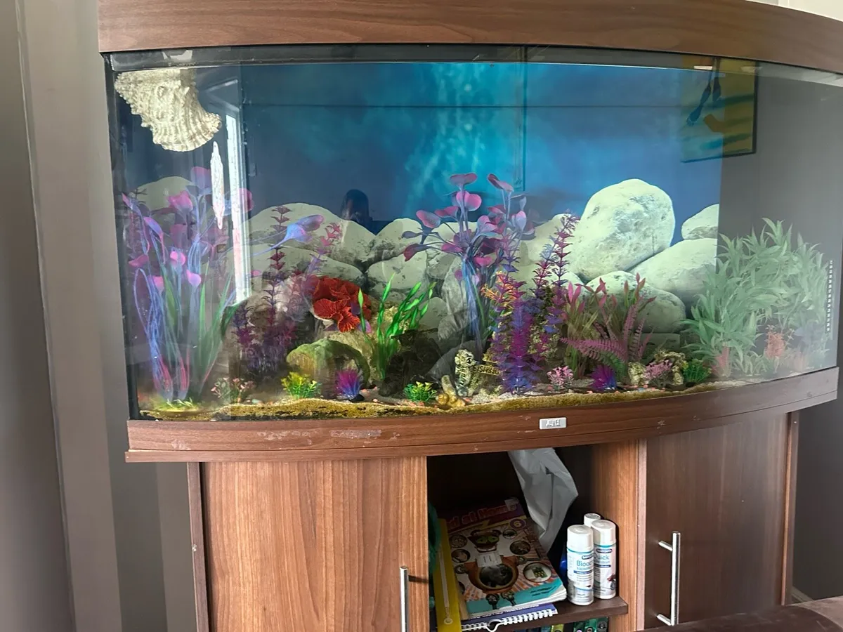 Fish tank - Juwel Vision 260 - Image 4
