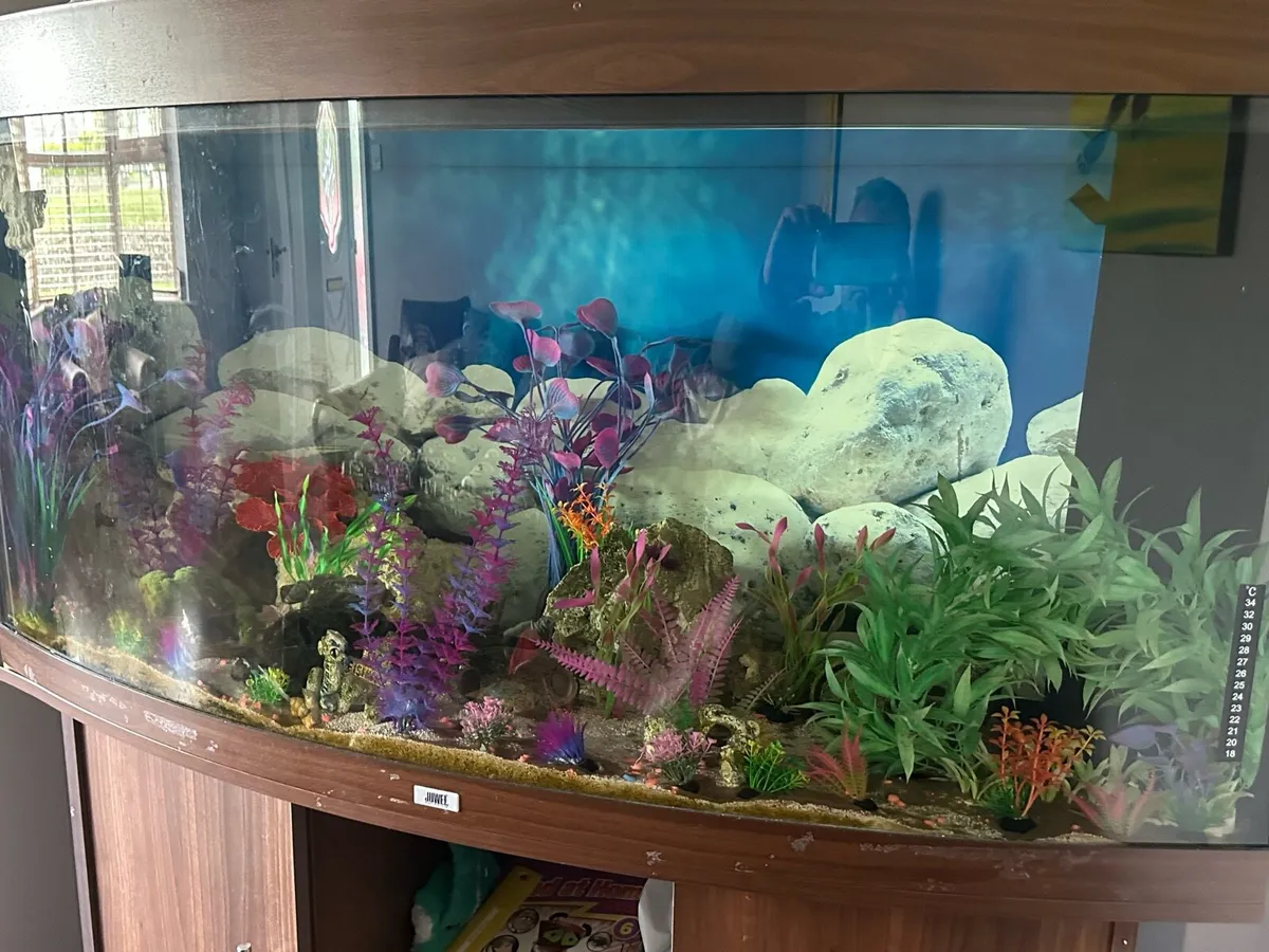 Fish tank - Juwel Vision 260 - Image 2
