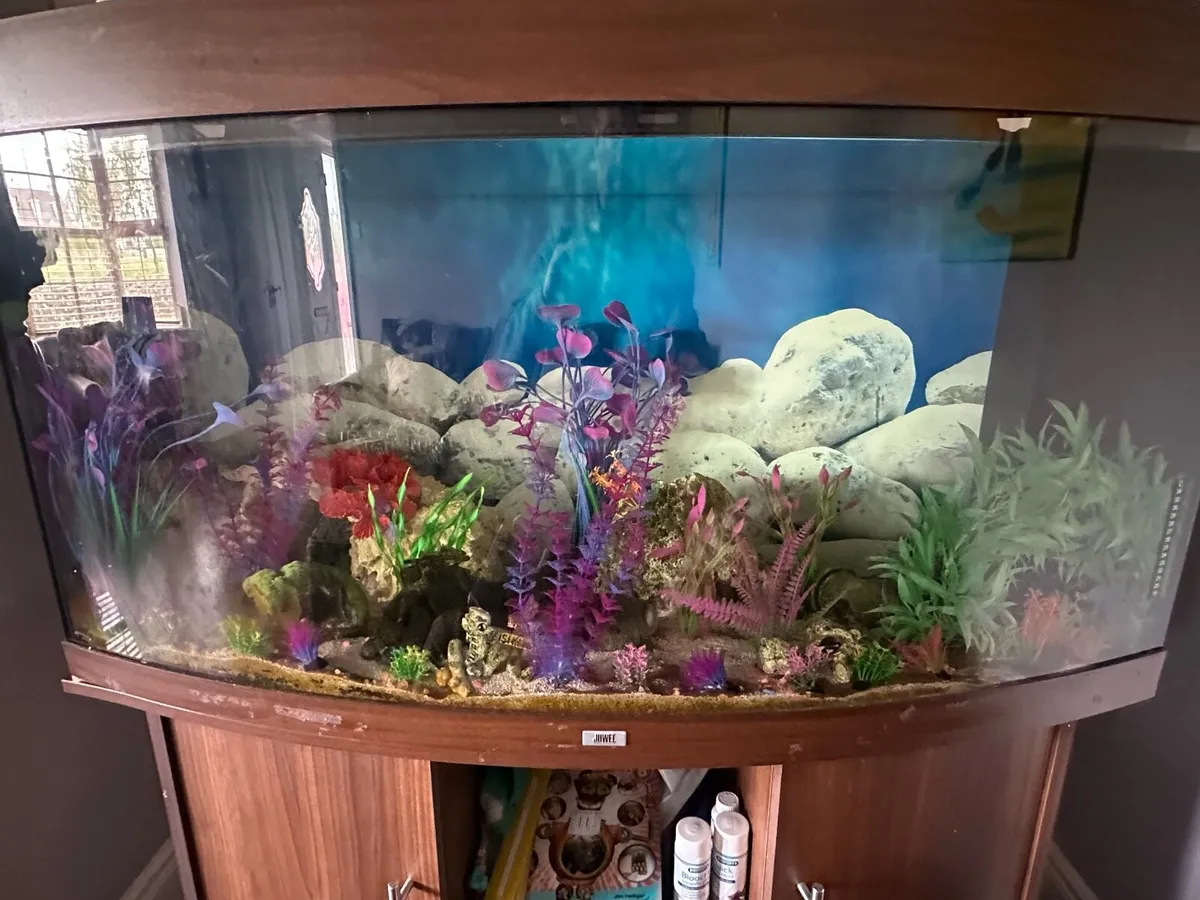 Fish tank - Juwel Vision 260 - Image 1