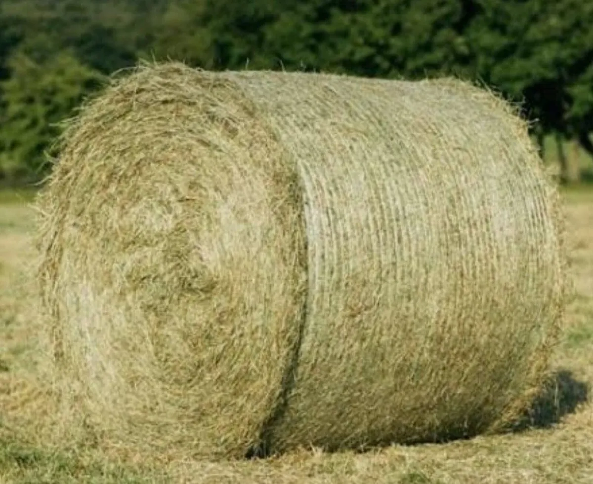 Organic Hay