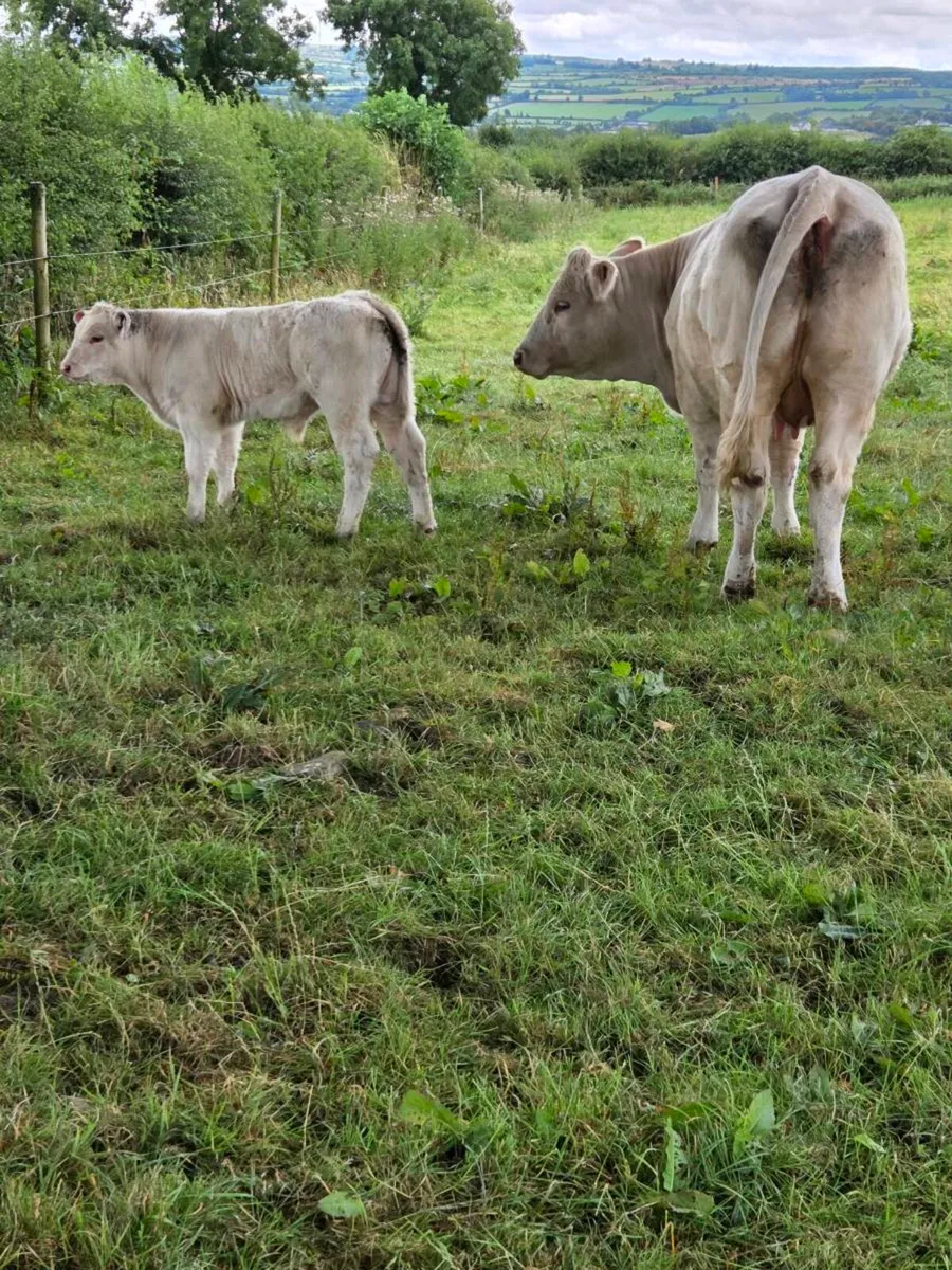 Pedigree charolais heifer and calf - Image 2