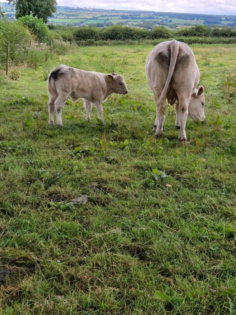 Pedigree charolais heifer and calf - Image 3