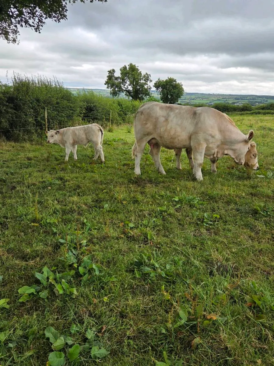Pedigree charolais heifer and calf - Image 1