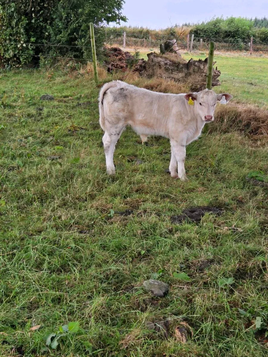 Pedigree charolais heifer and calf - Image 4