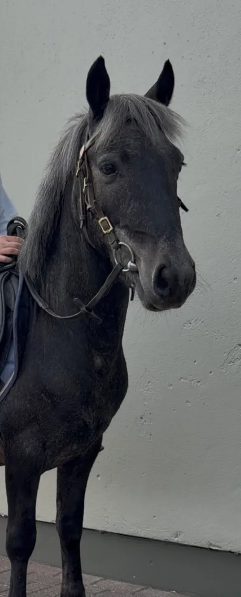 Ideal kids pony / leadrein - Image 4