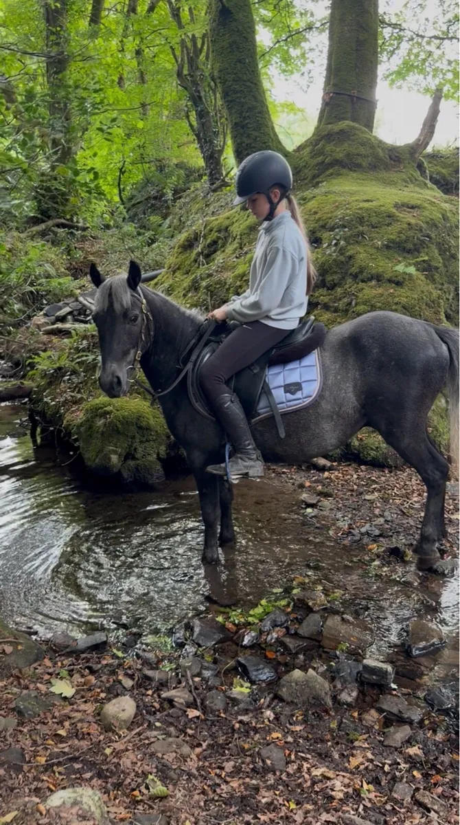 Ideal kids pony / leadrein - Image 2