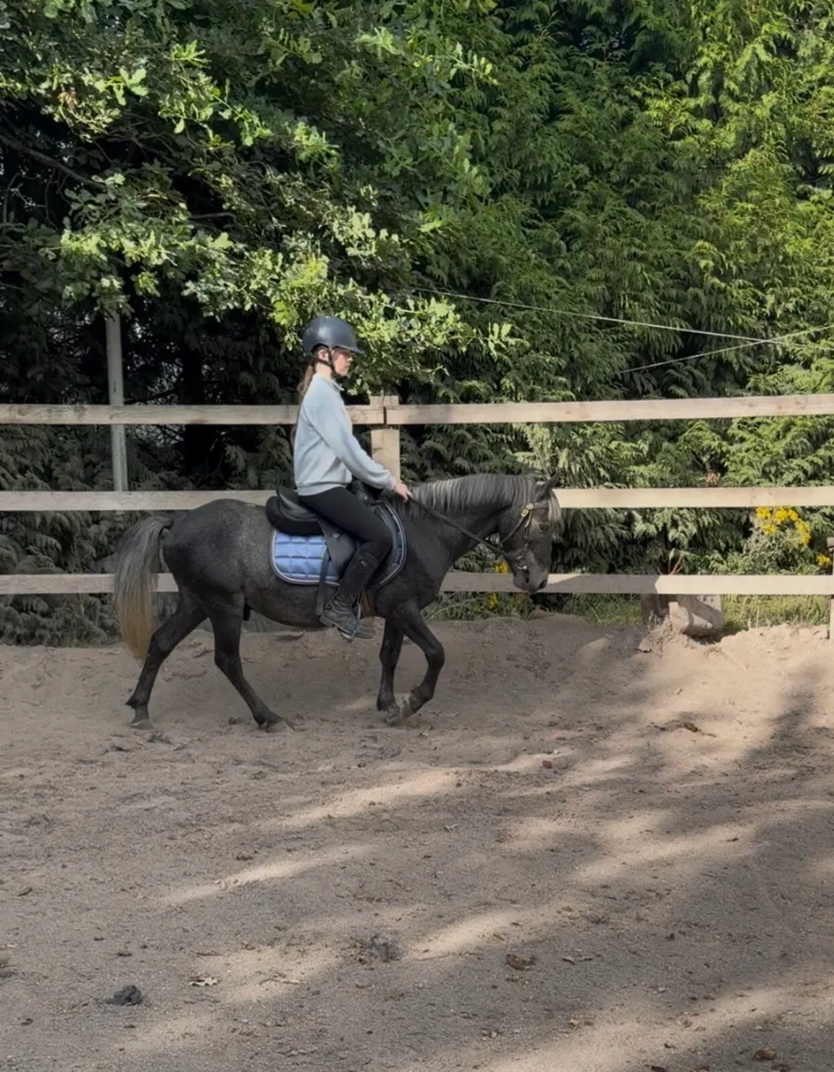 Ideal kids pony / leadrein - Image 3