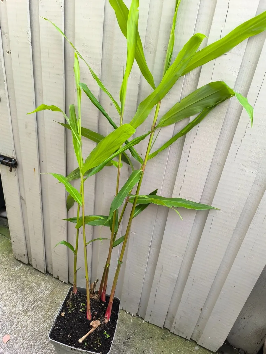 Garden plants - Image 2